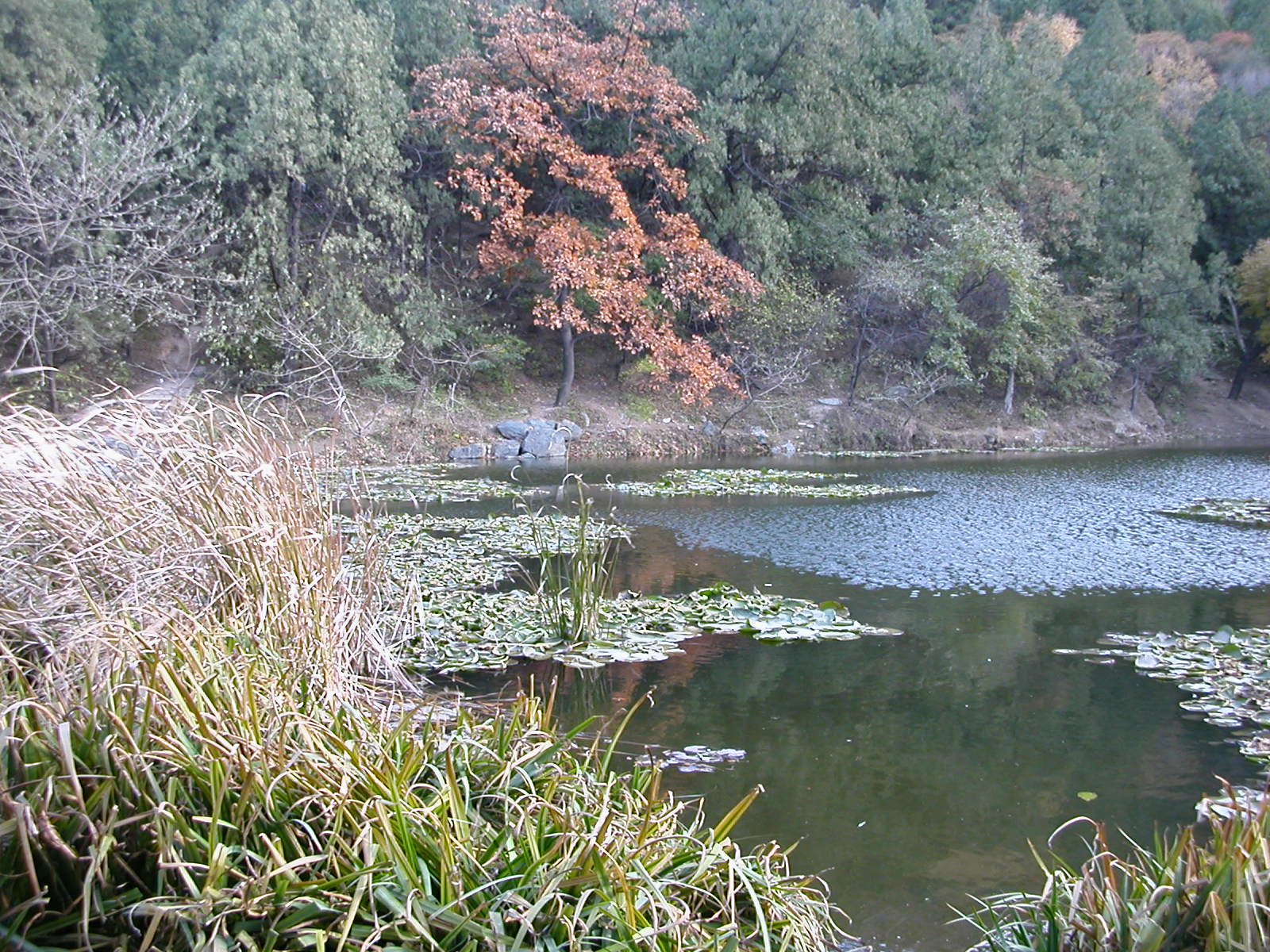 picture of garden