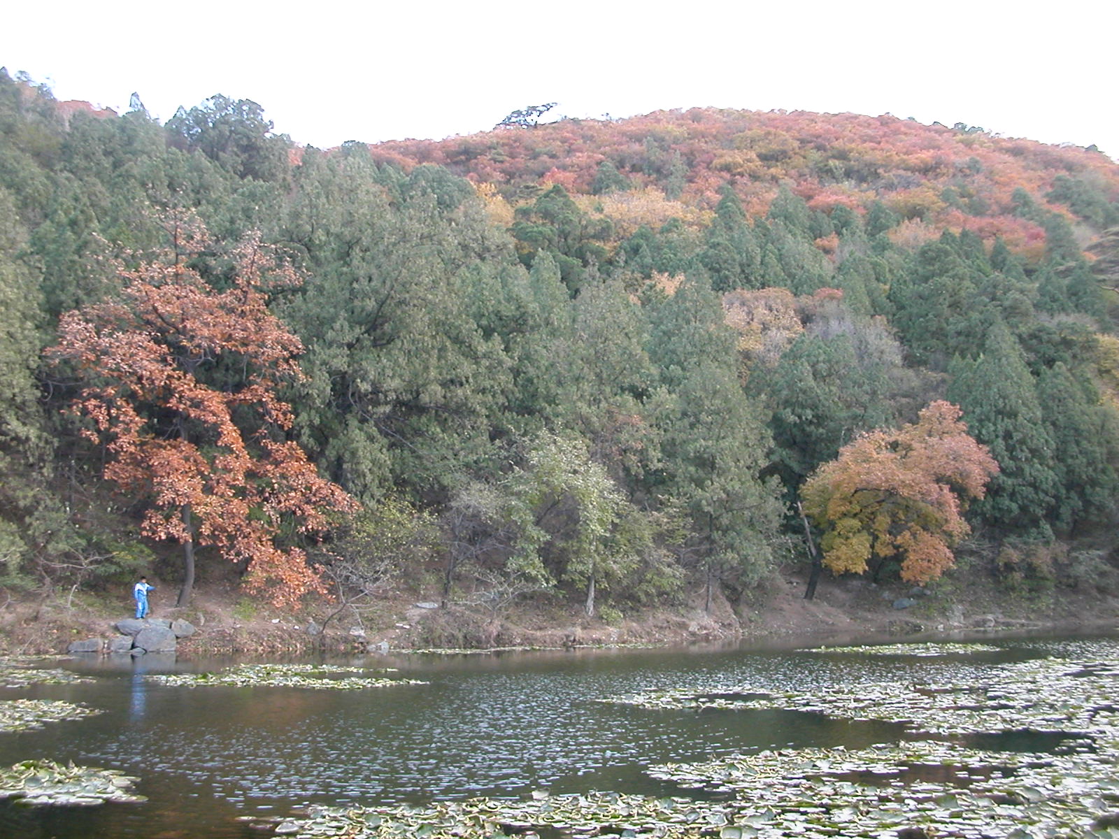 picture of garden